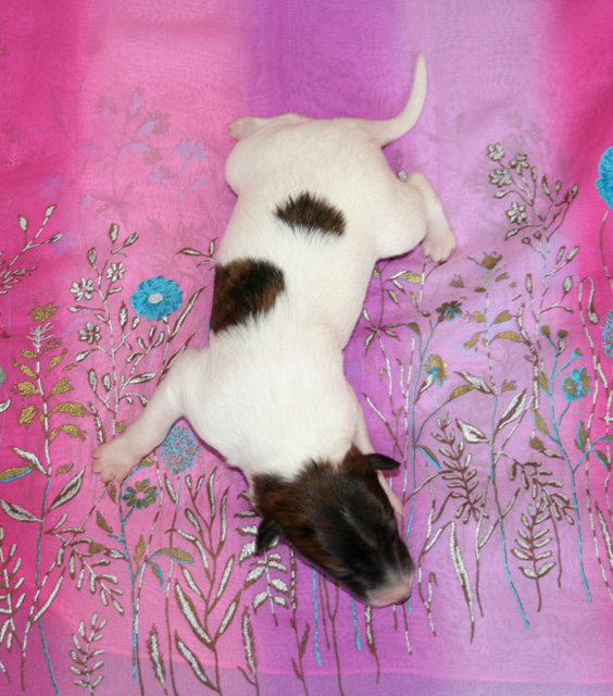 Surf Spots - Girl 1 Top